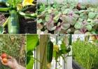Top 8 loại rau dễ trồng nhất vào hè  Top 8 loại rau dễ trồng nhất vào hè